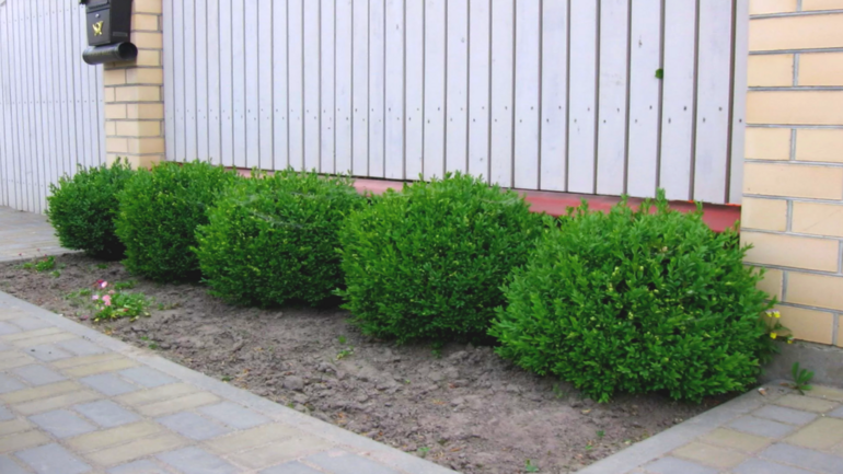 Попробуйте посадить самшит возле дома. Этот редкий кустарник вас ...